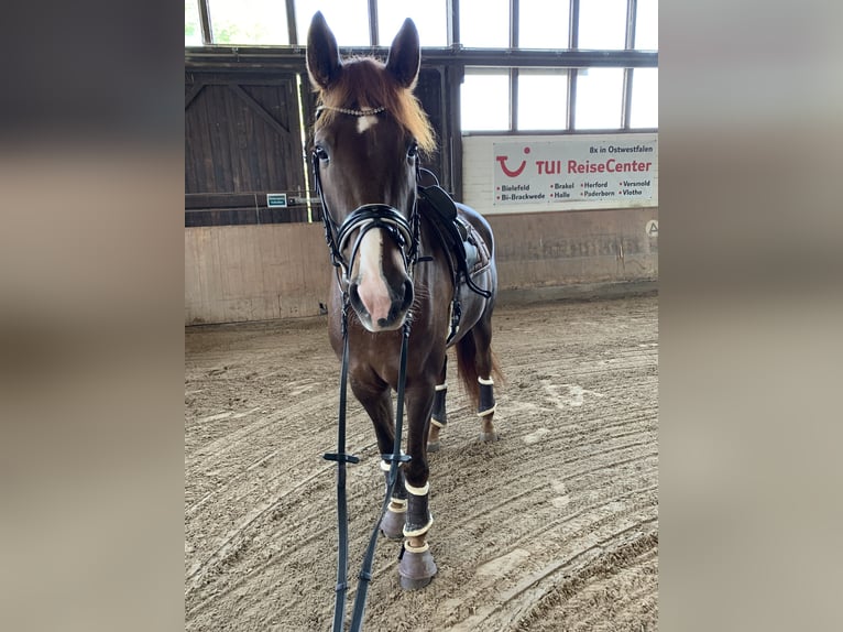 Oldenburg Gelding 10 years 17.3 hh Chestnut in Enger