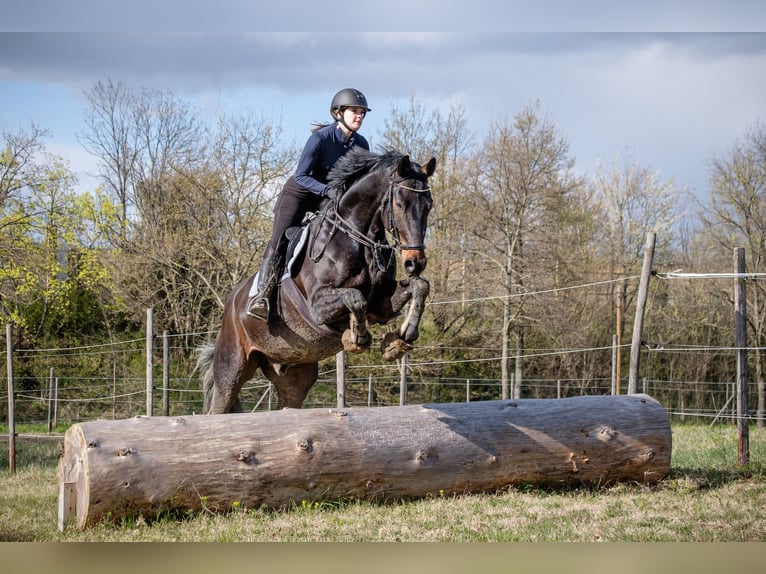 Oldenburg Gelding 10 years 17 hh Bay-Dark in Ingelheim am Rhein