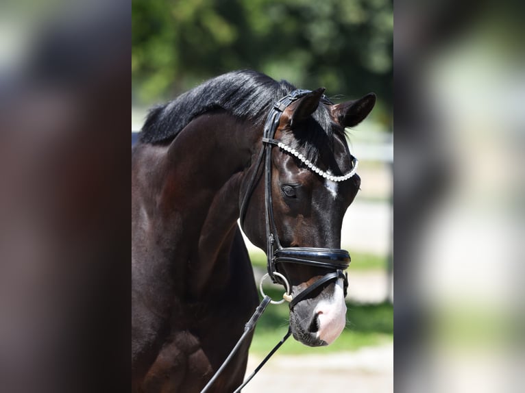 Oldenburg, Gelding, 10 years, 17 hh, Black