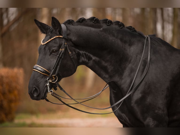 Oldenburg Gelding 10 years 17 hh Black in Wehringen