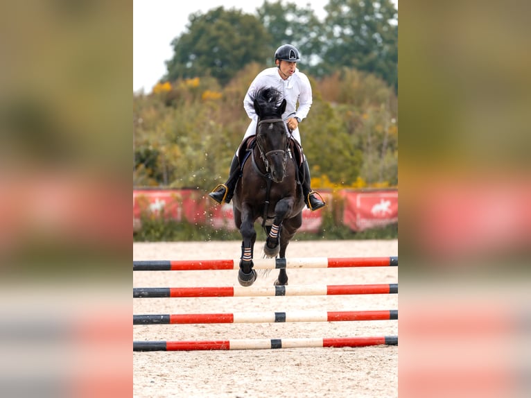 Oldenburg Gelding 10 years 17 hh Black in Siedliska