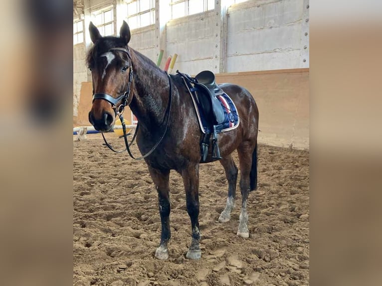 Oldenburg Gelding 10 years 17 hh Brown in Dardesheim