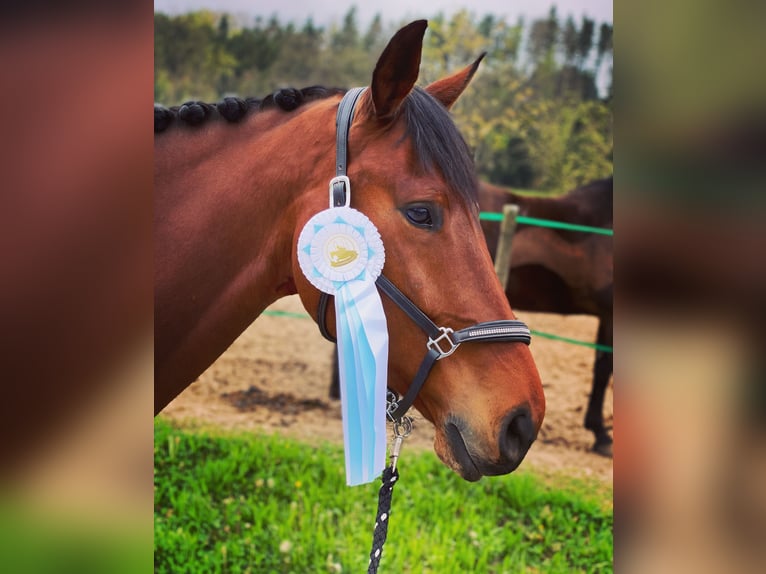 Oldenburg Gelding 10 years 17 hh Brown in Murrhardt