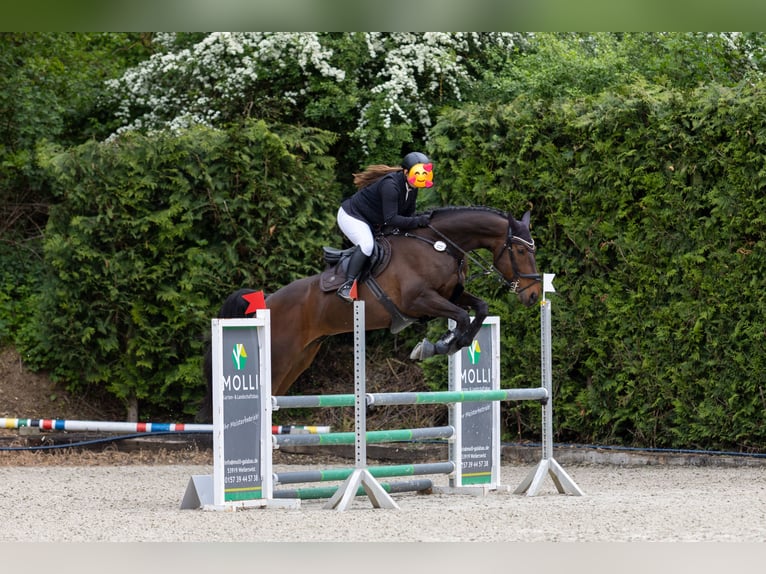 Oldenburg Gelding 10 years 17 hh Brown in Köln