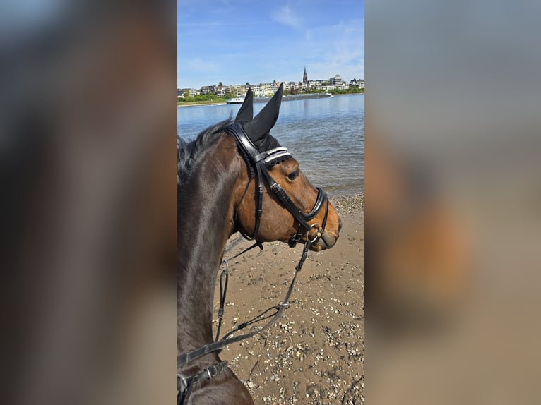 Oldenburg Gelding 10 years 17 hh Brown in Köln
