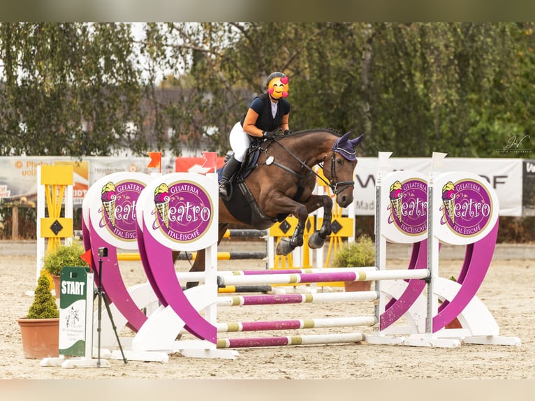 Oldenburg Gelding 10 years 17 hh Brown in Köln