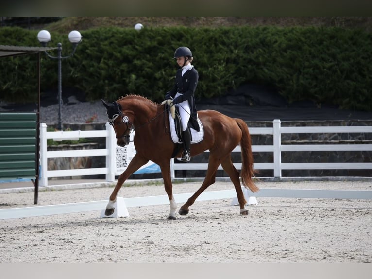 Oldenburg Mix Gelding 10 years 17 hh Chestnut-Red in Nice