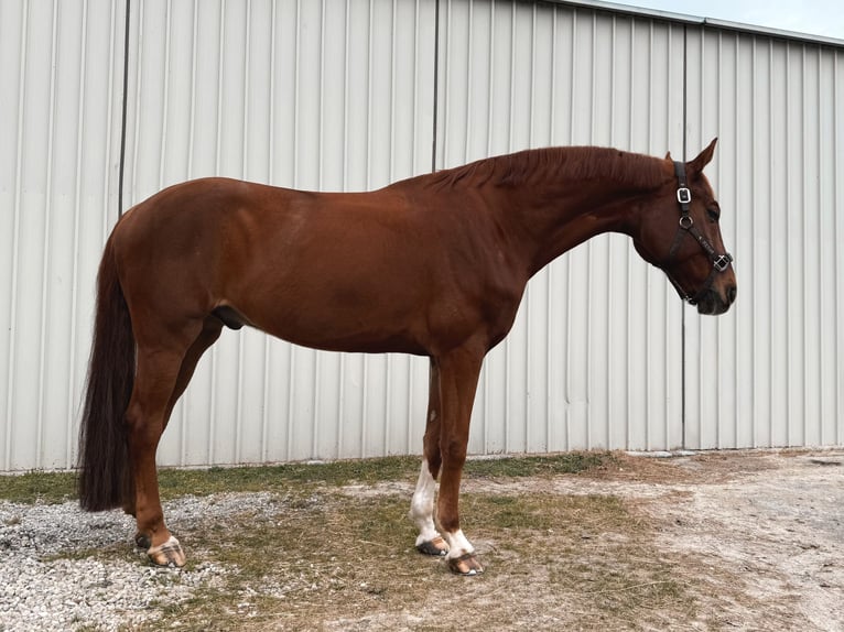 Oldenburg Mix Gelding 10 years 17 hh Chestnut-Red in Nice