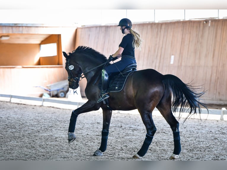 Oldenburg Gelding 10 years 17 hh Smoky-Black in Kessel