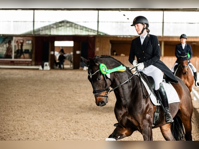 Oldenburg Gelding 10 years 17 hh Smoky-Black in Kessel