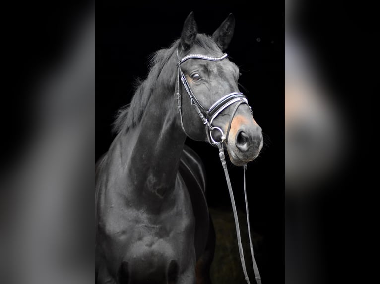 Oldenburg Gelding 10 years 17 hh Smoky-Black in Herbstein