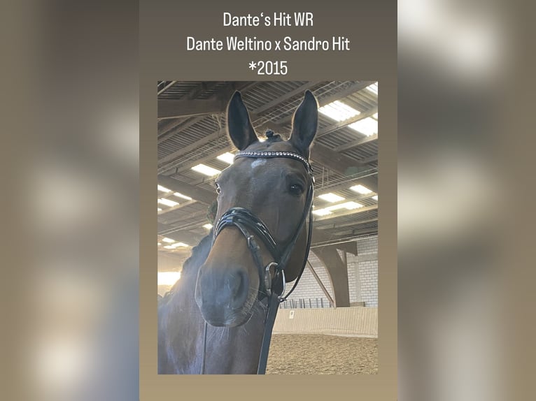 Oldenburg Gelding 10 years 17,1 hh Brown in Straubenhardt