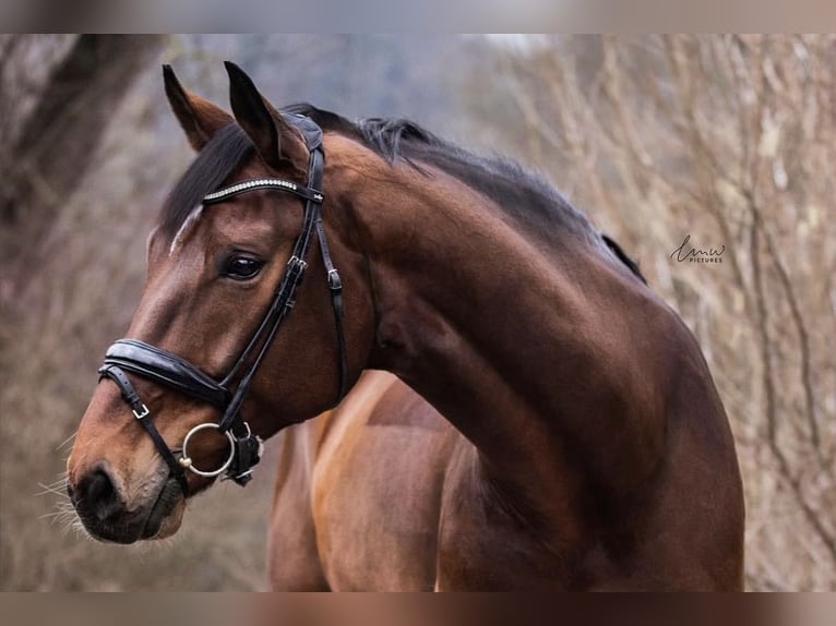 Oldenburg Gelding 10 years 17,1 hh Brown in Ubstadt-Weiher