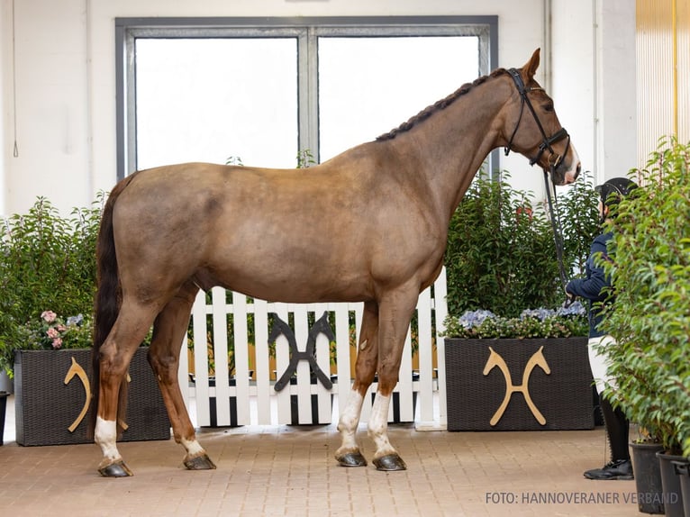 Oldenburg Gelding 10 years 17,1 hh Chestnut in Verden