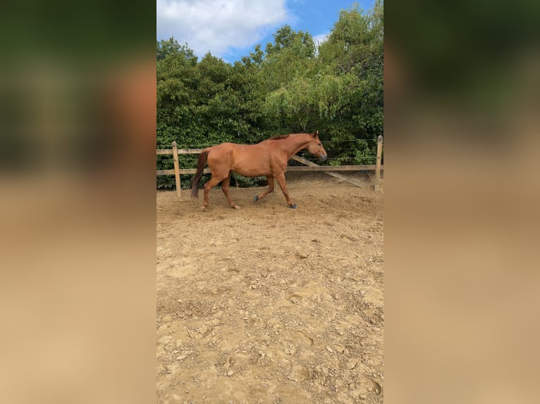 Oldenburg Gelding 10 years 17,1 hh Chestnut-Red in Schweinfurt