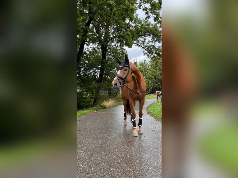 Oldenburg Gelding 10 years 17,1 hh Chestnut-Red in Schweinfurt