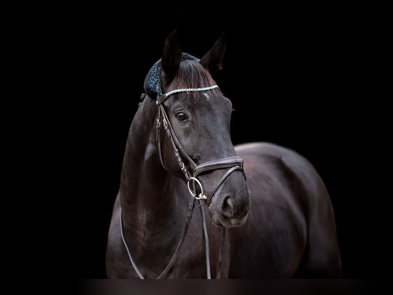 Oldenburg Gelding 10 years 17,1 hh Smoky-Black in Neudeck