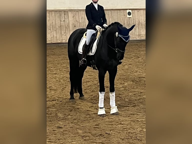 Oldenburg Gelding 10 years 17,1 hh Smoky-Black in Neudeck