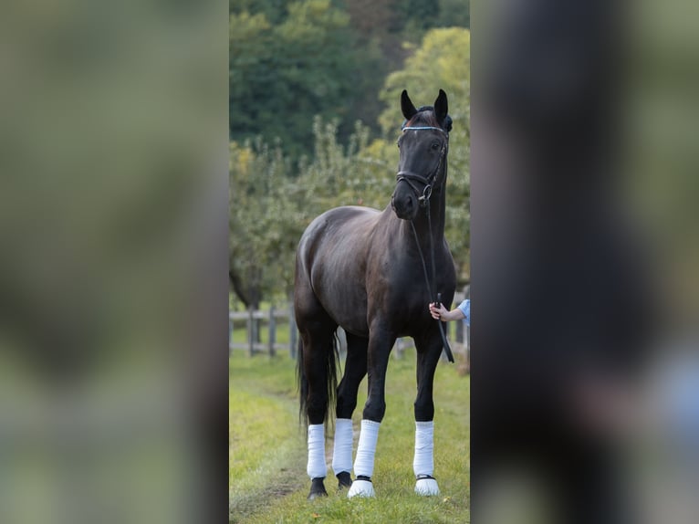 Oldenburg Gelding 10 years 17,1 hh Smoky-Black in Neudeck