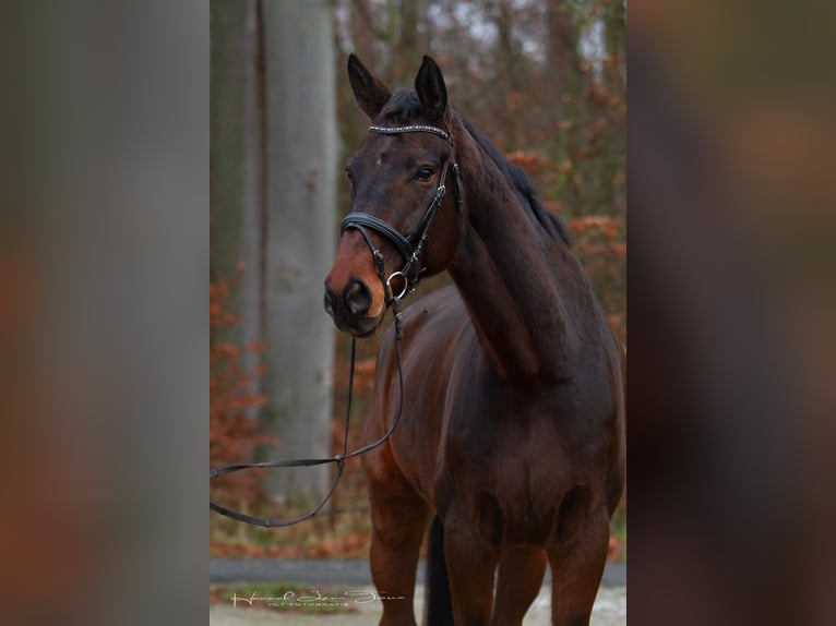 Oldenburg Gelding 10 years 17,3 hh Bay-Dark in Netzbach