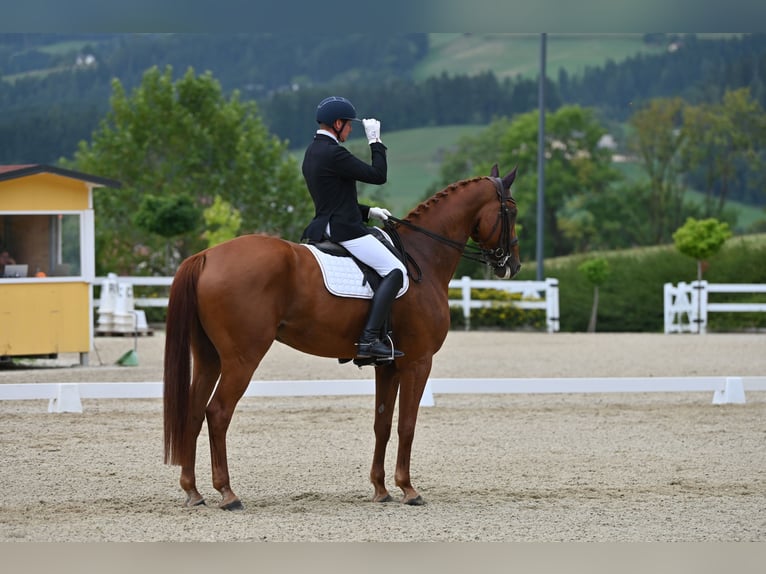 Oldenburg Gelding 10 years 18,1 hh Chestnut-Red in Deutsch Brodersdorf