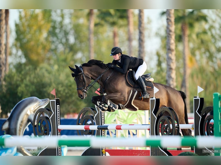 Oldenburg Gelding 10 years Bay-Dark in Schlatt