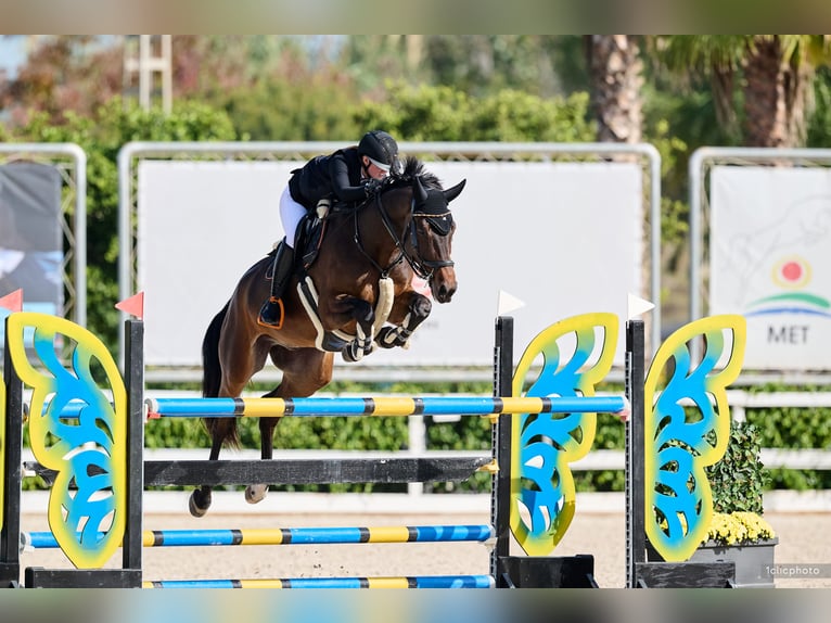 Oldenburg Gelding 10 years Bay-Dark in Schlatt