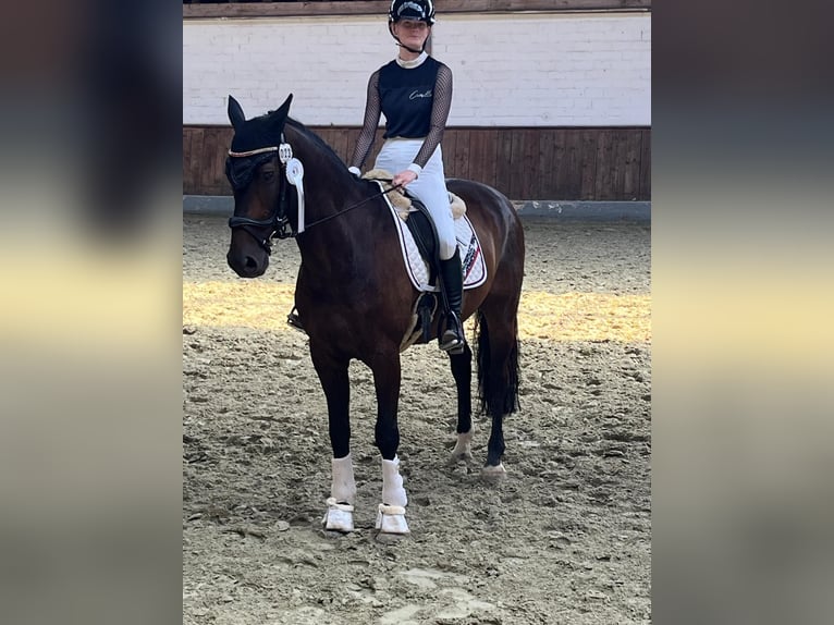 Oldenburg Gelding 11 years 15,2 hh Brown in Fürstenau