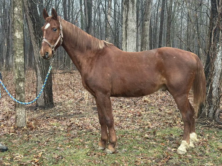 Oldenburg Mix Gelding 11 years 15.3 hh Sorrel in Walbridge