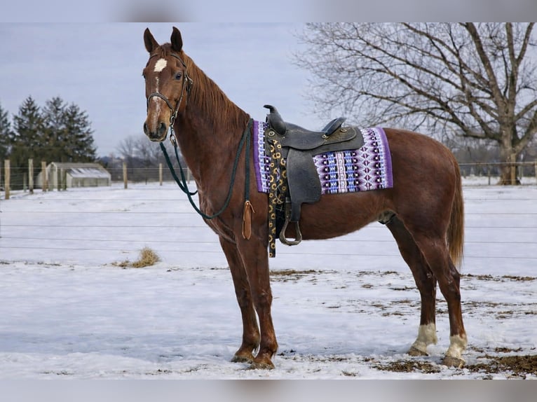 Oldenburg Mix Gelding 11 years 15,3 hh Sorrel in Walbridge