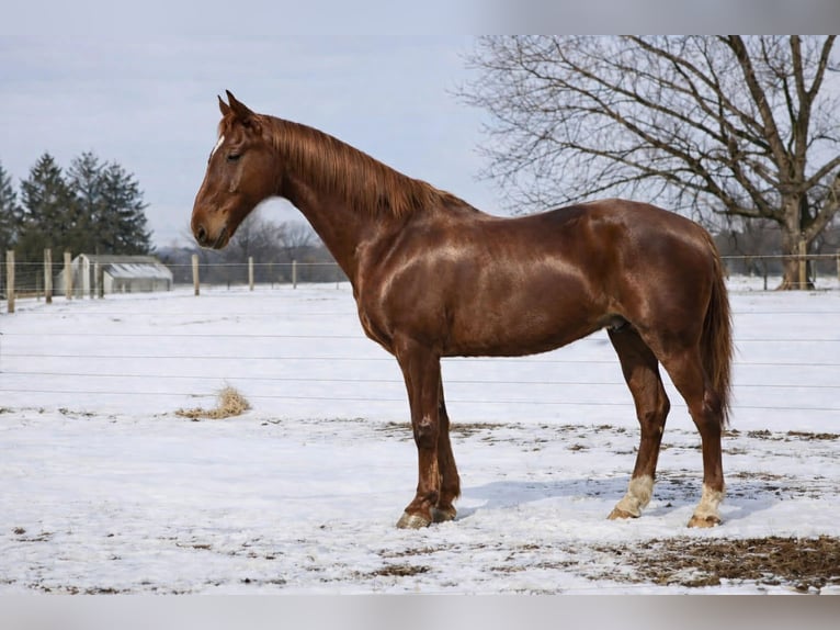 Oldenburg Mix Gelding 11 years 15,3 hh Sorrel in Walbridge