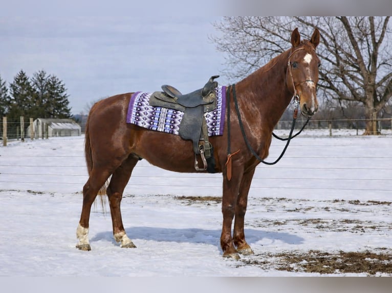 Oldenburg Mix Gelding 11 years 15,3 hh Sorrel in Walbridge