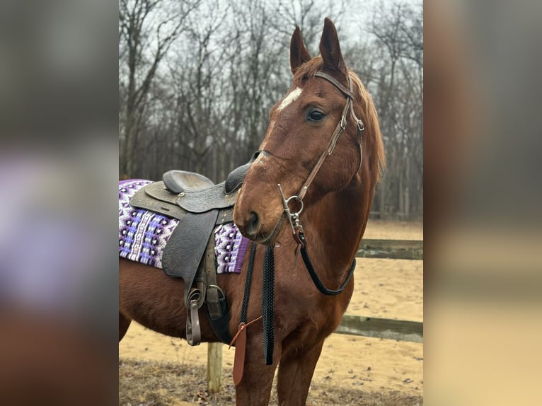 Oldenburg Mix Gelding 11 years 15,3 hh Sorrel in Walbridge