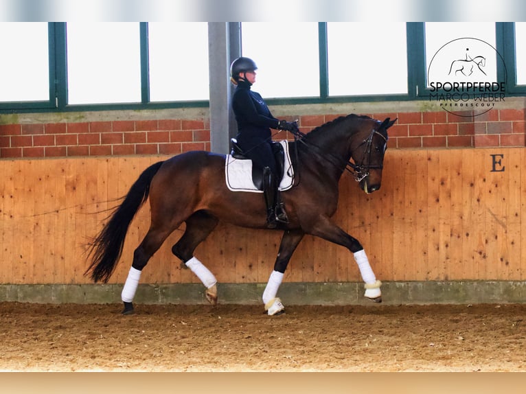Oldenburg Gelding 11 years 16.1 hh Bay-Dark in Bramsche