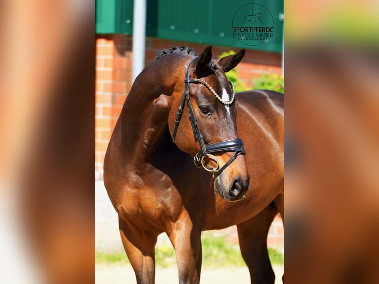 Oldenburg Gelding 11 years 16.1 hh Bay-Dark in Bramsche