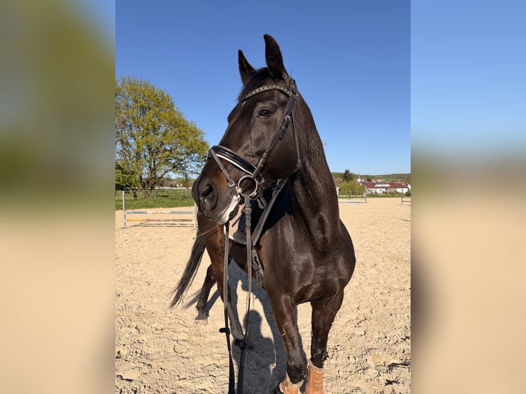 Oldenburg, Gelding, 11 years, 16.1 hh, Bay-Dark