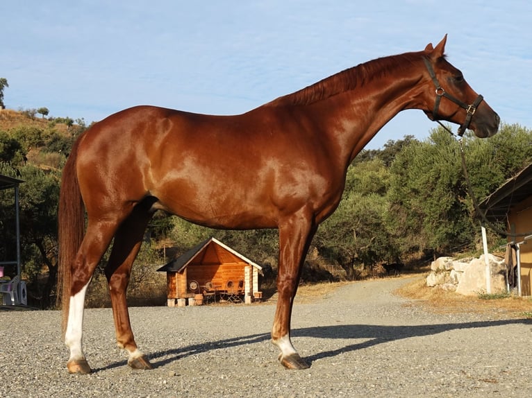 Oldenburg Gelding 11 years 16.1 hh Chestnut in Coin