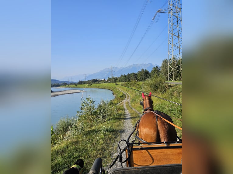 Oldenburg Gelding 11 years 16,1 hh Chestnut-Red in Sennwald