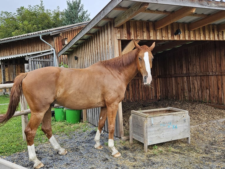 Oldenburg Gelding 11 years 16,1 hh Chestnut-Red in Sennwald