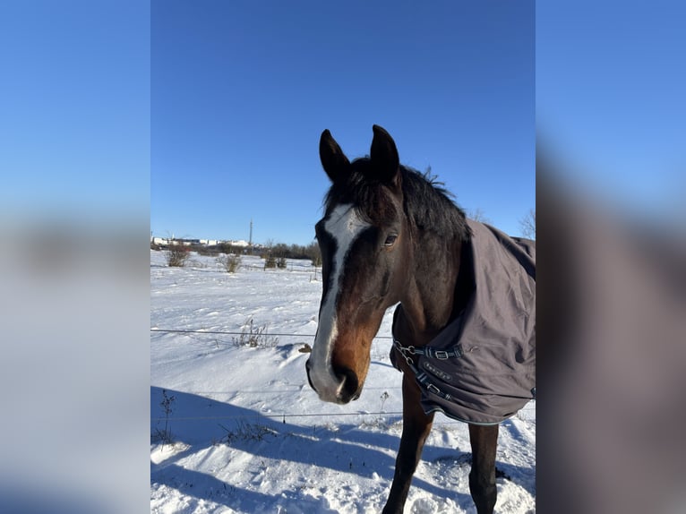 Oldenburg Gelding 11 years 16.2 hh Bay-Dark in Halle