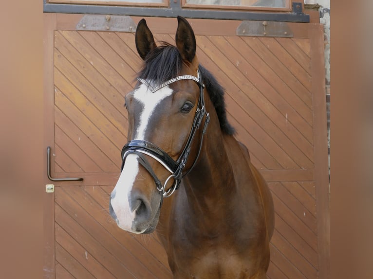 Oldenburg Gelding 11 years 16.2 hh Bay-Dark in Halle
