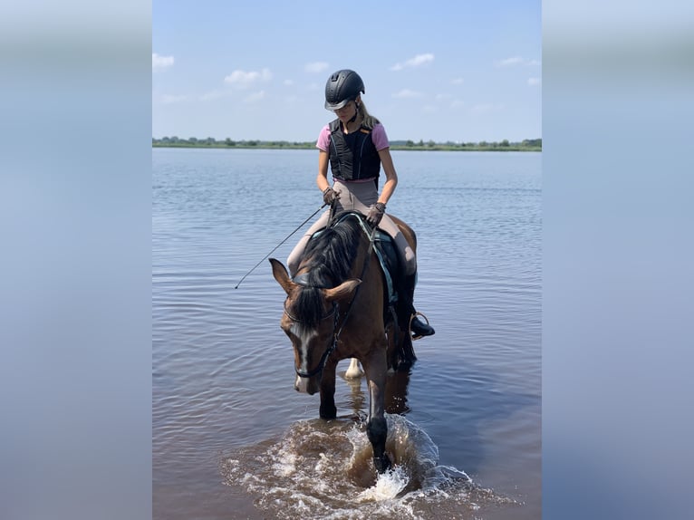 Oldenburg Gelding 11 years 16.2 hh Bay-Dark in Halle