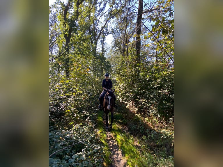Oldenburg Gelding 11 years 16.2 hh Bay-Dark in Halle