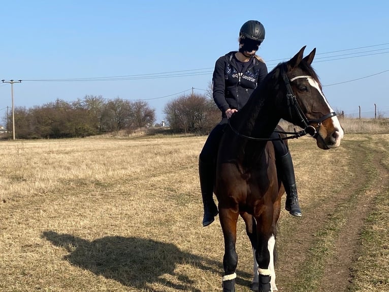 Oldenburg Gelding 11 years 16.2 hh Bay-Dark in Halle