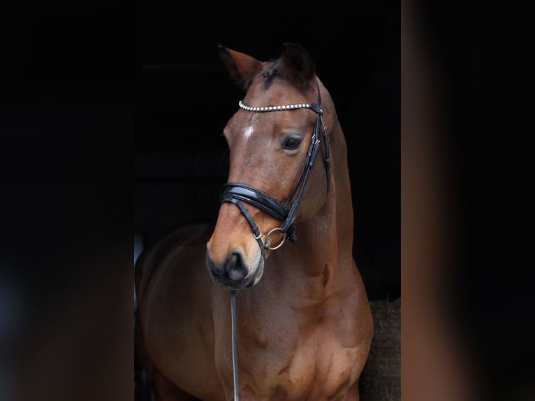 Oldenburg Gelding 11 years 16,2 hh Brown in Budweis