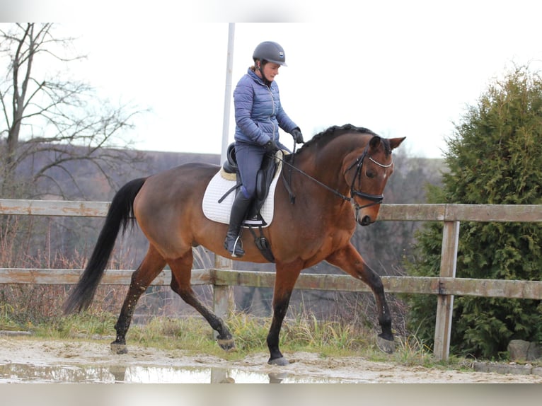 Oldenburg Gelding 11 years 16,2 hh Brown in Budweis