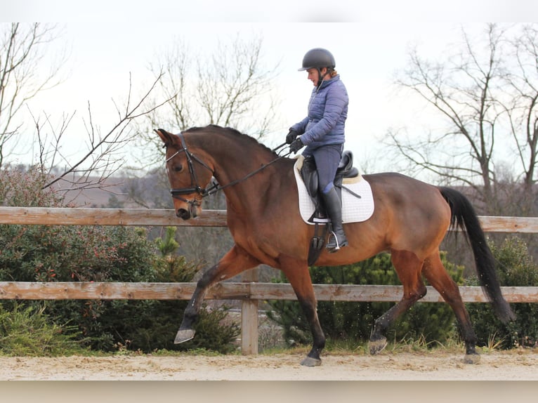 Oldenburg Gelding 11 years 16,2 hh Brown in Budweis