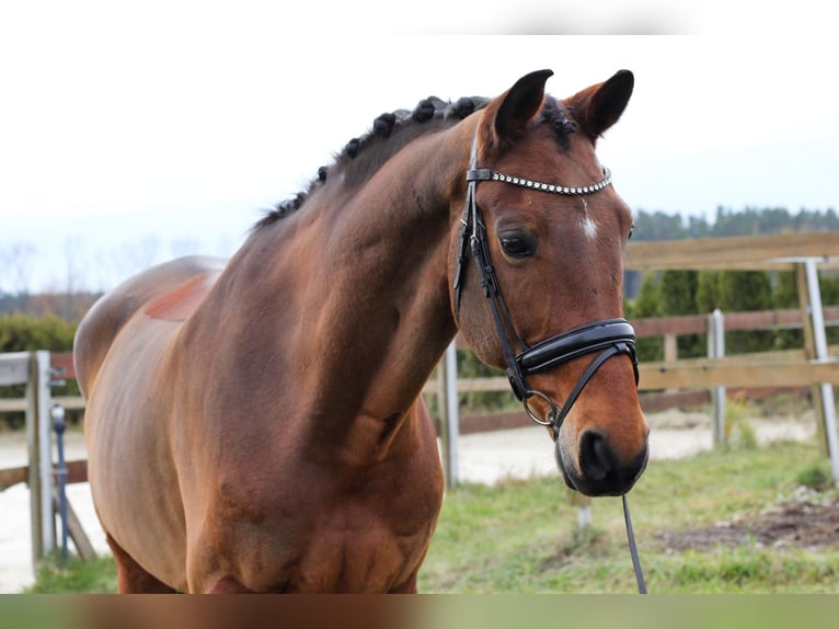 Oldenburg Gelding 11 years 16,2 hh Brown in Budweis