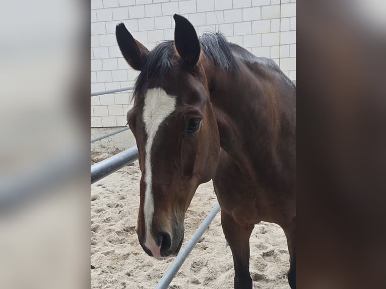 Oldenburg Gelding 11 years 16.2 hh Brown in Hagenbach