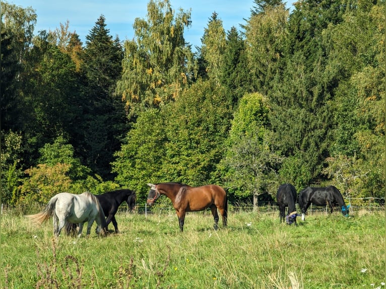 Oldenburg Gelding 11 years 16,2 hh Brown in Stadland